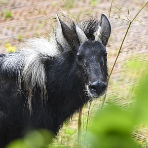 Chinese Serow (Capricornis milneedwardsii)