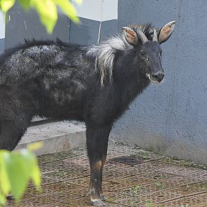 Chinese Serow (Capricornis milneedwardsii)