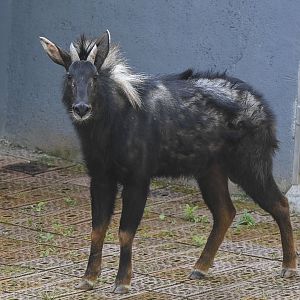 Chinese Serow (Capricornis milneedwardsii)