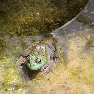 American Bullfrog (Lithobates catesbeianus)