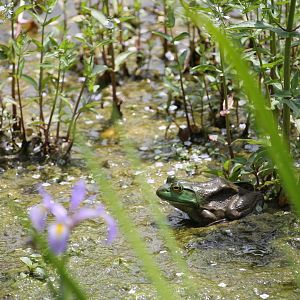 American Bullfrog, in the weeds