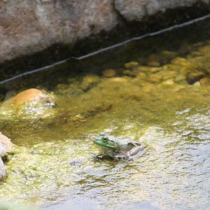American Bullfrog, in the pond