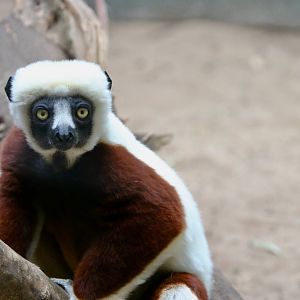Coquerel's Sifaka, 29 May 2021