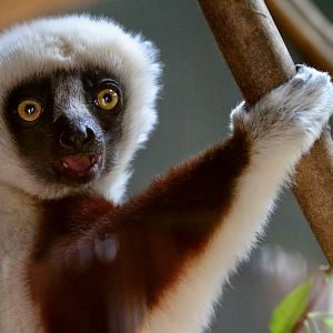 Coquerel's Sifaka, 29 May 2021