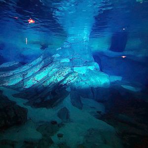 May. 2021 - Wild Arctic - Harbor Seal Exhibit (Former Polar Bear)