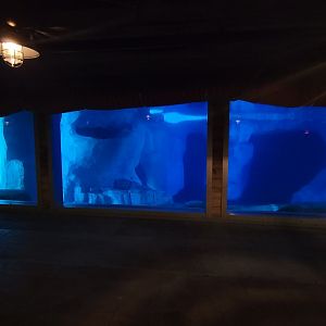 May. 2021 - Wild Arctic - Beluga Underwater View