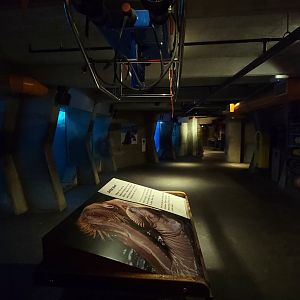 May. 2021 - Wild Arctic - Walrus Underwater Viewing
