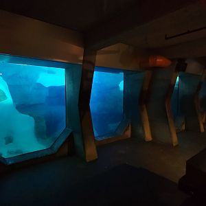 May. 2021 - Wild Arctic - Walrus Underwater Viewing