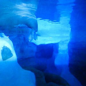 May. 2021 - Wild Arctic - Walrus Exhibit