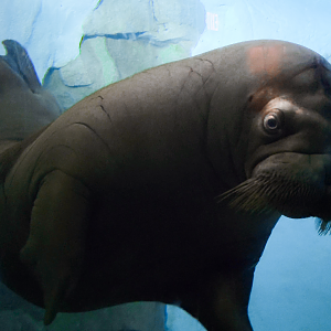 May. 2021 - Wild Arctic - Walrus