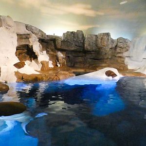 May. 2021 - Wild Arctic - Walrus Exhibit