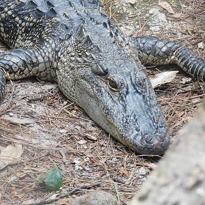 American alligator