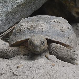 Gopher tortoise