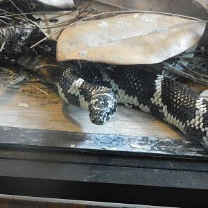 Eastern king snake