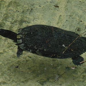 Can anyone id this turtle