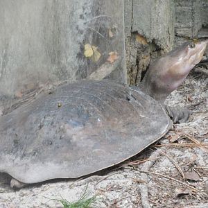 Can anyone id this turtle