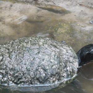 Can anyone id this turtle