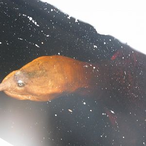 Can anyone id this turtle