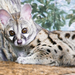 May. 2021 - Night Hunters - Large-spotted Genet