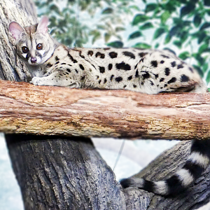 May. 2021 - Night Hunters - Large-spotted Genet