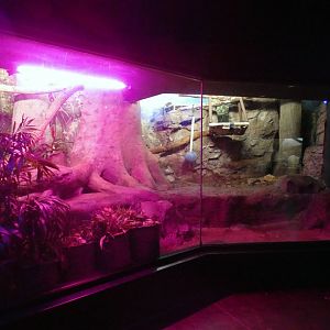 May. 2021 - Night Hunters - Clouded Leopard Exhibit