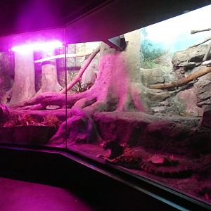May. 2021 - Night Hunters - Clouded Leopard Exhibit