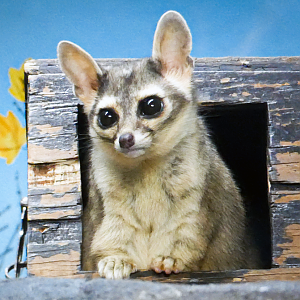 May. 2021 - Night Hunters - Ringtail