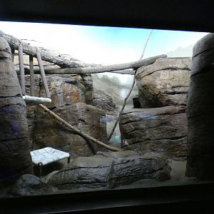 May. 2021 - Night Hunters - Ringtail Exhibit (1 of 2)