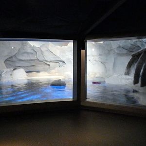 May. 2021 - Wild Arctic - Harbor Seal Exhibit (Former Polar Bear)