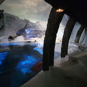 May. 2021 - Wild Arctic - Harbor Seal Exhibit (Former Polar Bear)