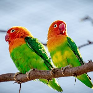 Fischer’s Lovebird