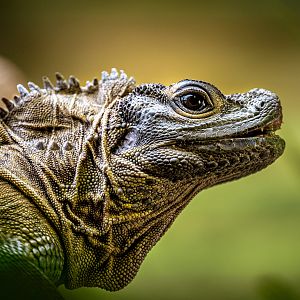 Philippine Sailfin Lizard