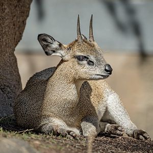 Klipspringer