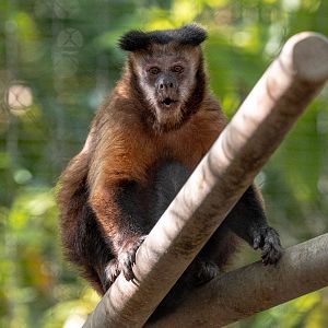 Tufted Capuchin