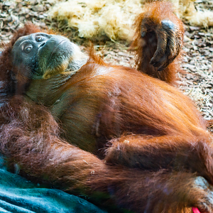 Puppy the female Sumatran Orangutan