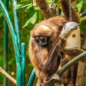 Holly the female Lar Gibbon