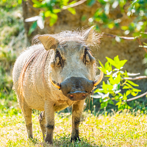 Warthog