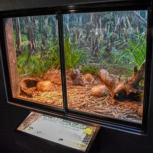 Tiger Snake Enclosure