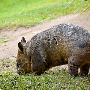 Southern Hairy-nosed Wombat (Lasiorhinus latifrons)