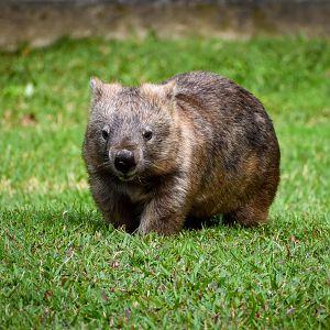 Common Wombat (Vombatus ursinus)