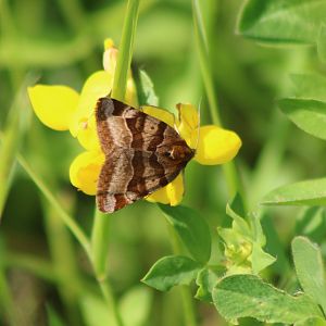 Burnet companion - Euclidia glyphica - upperside