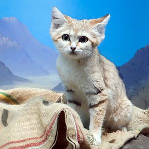 May. 2021 - Night Hunters - Arabian Sand Cat