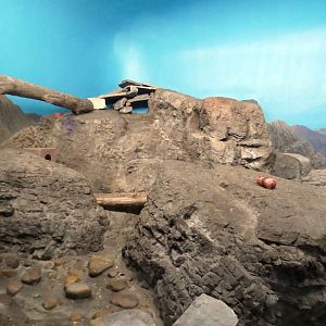 May. 2021 - Night Hunters - Arabian Sand Cat Exhibit