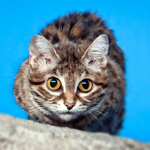 May. 2021 - Night Hunters - Black-footed Cat