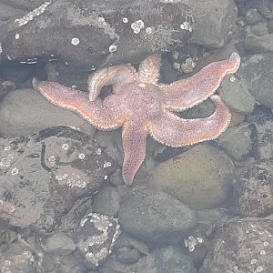 Common Starfish (Asterias rubens)