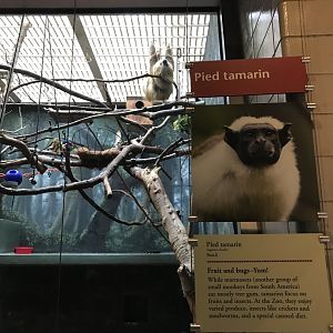Philly-sloth monitoring about