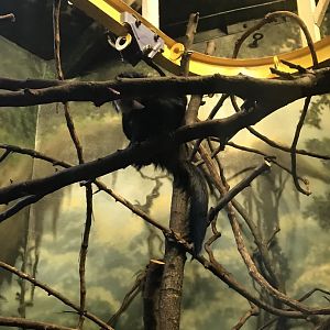 Philly-white-faced saki