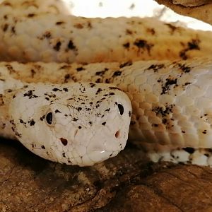 White Southwestern Speckled rattlesnake (Crotalus pyrrhus)