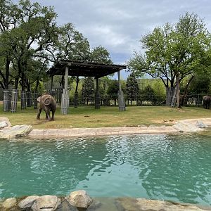 Elephant Springs - South Habitat