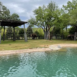 Elephant Springs - South Habitat